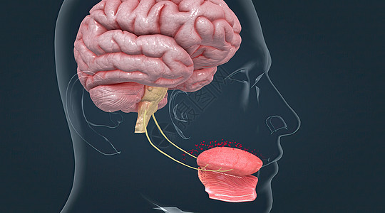 味道被被称为品味芽的化疗受体感应到冲动器官食物鲜味生物学信号刺激中枢神经系统丘脑图片