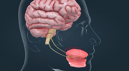 味道被被称为品味芽的化疗受体感应到冲动器官食物鲜味生物学信号刺激中枢神经系统丘脑背景图片