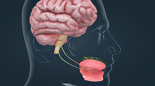 味道被被称为品味芽的化疗受体感应到洞察力舌头食物鲜味器官丘脑中枢神经味蕾刺激系统图片