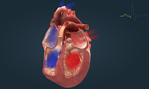 心脏导电系统是控制心跳的节点 细胞和信号网络 它控制着你的心跳心音肌肉心弦电极心肌生物学左心肺循环静脉中庭图片
