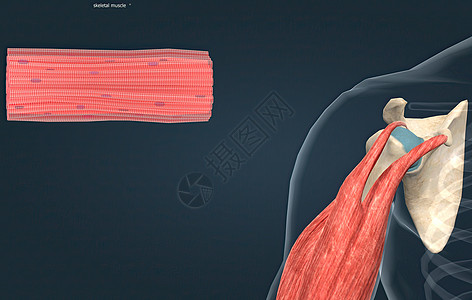 整个骨骼肌被认为是肌肉系统的一个器官骨头上肢人体肌腱功能二头肌光学动物子宫组织图片