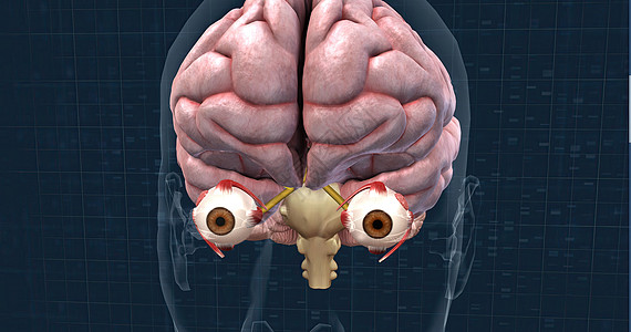 人眼中的视觉机理机制内耳丘脑感受器洞察力中耳感光器嗅觉系统味觉皮肤图片