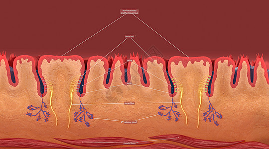 舌头上方的小结构 给舌头提供了粗糙的纹理 语言型小象丘脑冲动洞察力味蕾生物学大脑皮层味道信号器官食物图片
