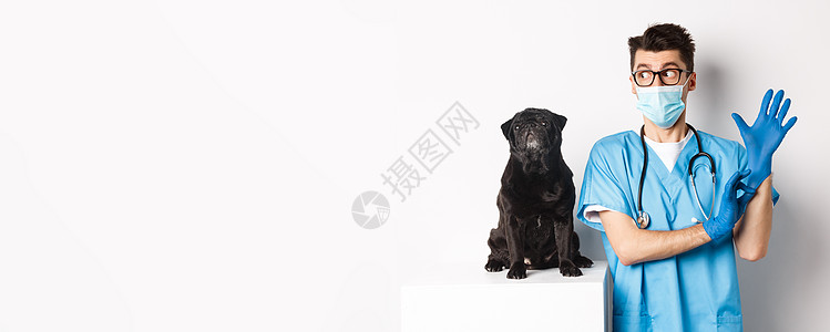 身戴橡胶手套和医疗面具 检查可爱的黑狗狗 站在白底背面站立的令人愉快的医生实验室考试小狗动物男人疫苗诊所面具医院犬类图片