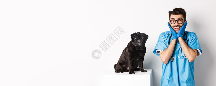兴奋的年轻男医生兽医欣赏坐在桌子上的可爱宠物 可爱的黑色哈巴狗在兽医诊所等待检查 白色背景考试实验室犬类小狗卫生手套动物药品男人图片