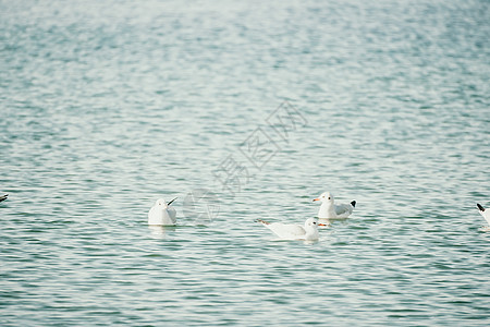 一群海鸥在海中飞翔 捕鱼 游泳 在海洋的温暖的日落天空 海鸥在日落时以大海为背景以慢动作飞行的剪影 晚上 没有人钓鱼自由天空动物图片