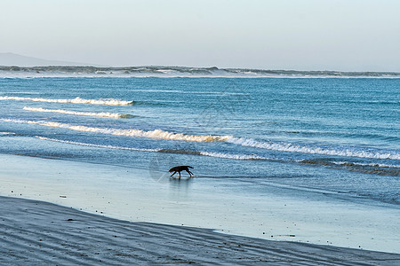 日落时狗在斯特鲁斯拜海滩上奔跑图片