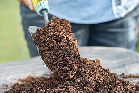 手持泥炭苔苗有机物可改善土壤 以种植农业有机植物 生态概念等公园爱好幼苗生长热带高架女性地球生活园艺图片