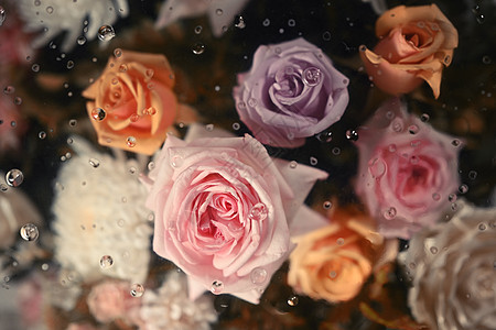 透明玻璃下的柔软彩色玫瑰 有凝结液滴纹质 纺织品 纸张和花粉植物壁纸图片