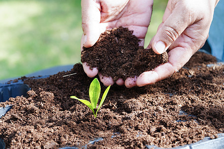 用手种植树木 生态地球日 拯救世界 拯救地球 绿化活力生长生物学社区教育叶子生活商业环境农业图片