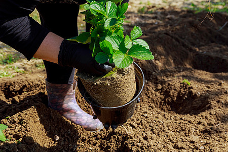 一个女人在地上种草莓灌木农民爱好季节生长园艺成长植物群移植女士植物图片