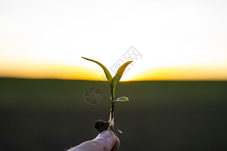 近距离接近一位农民的手 检查一个年轻的玉米芽的质量和生长情况 农业过程图片