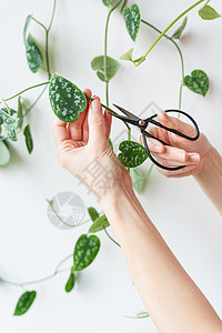 卧室墙上的金色 pothos 或 用钢剪刀修剪花盆 照顾家里的花盆图片