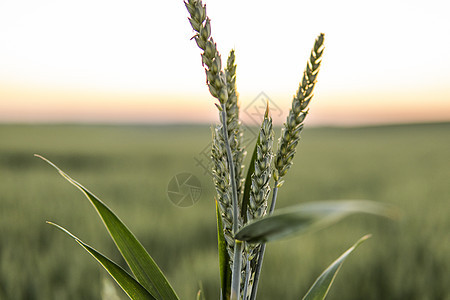 青绿小麦苗芽 背景上是小麦田 未成熟的谷物 接近出产的小麦图片