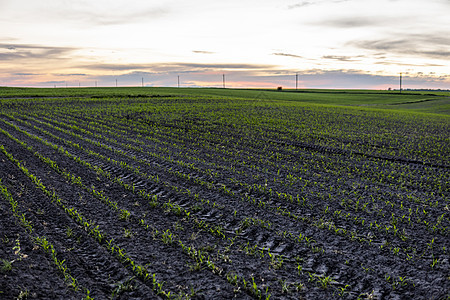 农业 健康饮食 有机食品 种植 玉米田 日落的晚间农庄园 这些作物都开始生长图片