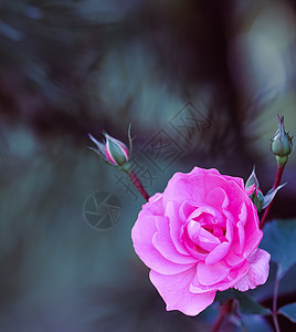 深暗背景的柔软粉红玫瑰和花蕾花园情怀假期植物花瓣季节礼物生长庆典叶子图片