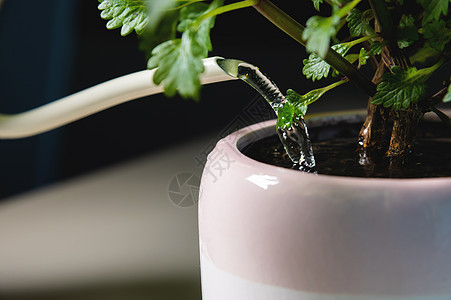 家庭园艺 水罐的封闭 用家用植物给锅水浇水绿色花盆金属植物学爱好生长土壤阳台盆栽水分图片