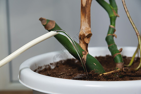 家庭园艺 水罐的封闭 用家用植物给锅水浇水阳台生长花盆绿色金属盆栽土壤植物学水分爱好图片