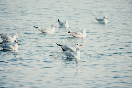 一群海鸥在海中飞翔 捕鱼 游泳 在海洋的温暖的日落天空 海鸥在日落时以大海为背景以慢动作飞行的剪影 晚上 没有人自由荒野海滩动物图片