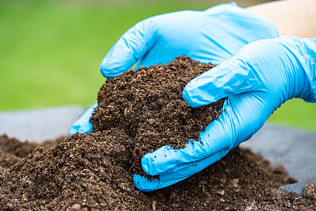 手持泥炭苔苗有机物可改善土壤 以种植农业有机植物 生态概念等可持续幼苗爱好公园高架生活女性热带生长园艺图片