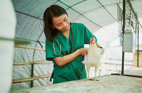 农场的兽医 妇女和鸡保健 用于鸡舍的医学评估 行业增长和分析 快乐的亚洲动物医生 家禽工人和谷仓禽流感健康检查图片