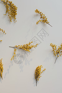 白色背景上的 Mimosa花朵的植物模式 复制空间 花状框架花卉晴天装饰季节植物群花桌墙纸含羞草卡片图案图片