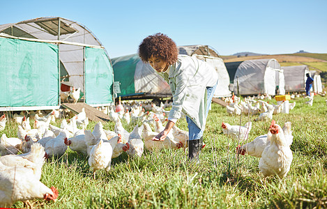 可持续发展 生态友好和自由放养行业的农业 农业和妇女喂养鸡 农村可持续发展的小企业主或农业工人 农民或个人动物护理图片