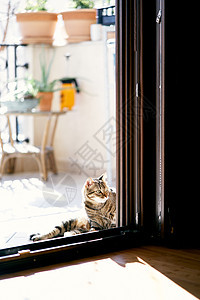 大花猫坐在院子里敞开的门旁 在咖啡桌和花盆的背景下看着房间 特写图片