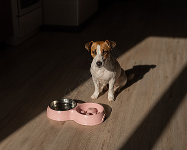 杰克罗素泰瑞尔狗靠近粉色板块 木地板上有干粮 一只鸡尾巴被烧焦了乐趣犬类午餐塑料动物粮食忠诚二人猎犬饮食图片