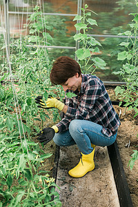在温室工作 在温室里固定西红柿 园艺工作和春季的年轻微笑农业女工人 花岗劳动拨款生产手指女性农民植物学栽培蔬菜收获朋友们图片