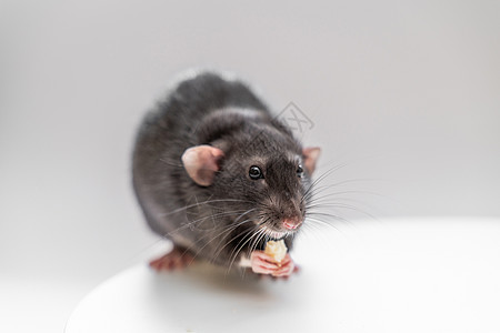 家庭黑头老鼠坐着吃白底食物 养宠物的概念是白色的哺乳动物朋友尾巴害虫房子老鼠工作室动物荒野科学图片