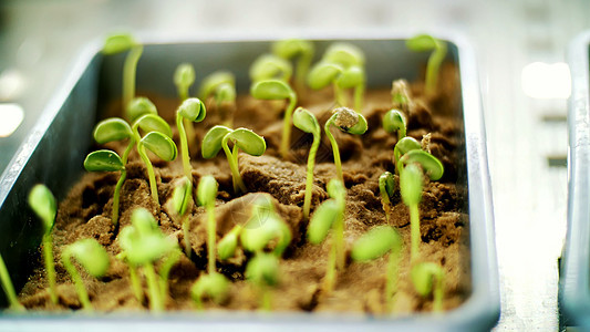 特写镜头 年轻的绿芽在土壤中 地面 在小盒子里 在特殊的房间里 在实验室里 种芽 让各种谷物的种子发芽 培育作物文化施肥实验生物图片