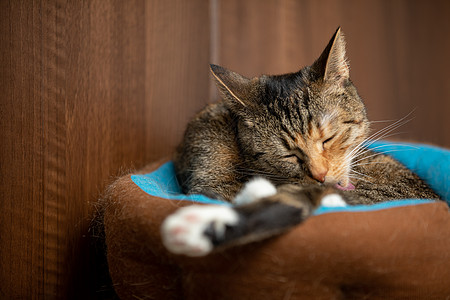 猫用舌头洗毛 躺在家中的床铺上图片