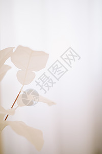 白花背景 白色花瓣纹理的宏 柔软的梦幻图像宏观婚礼脆弱性植物生日季节花束墙纸卡片环境图片