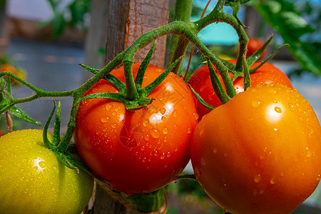 美丽的红熟的西红柿 在温室里生长 美味的红西红番茄图片