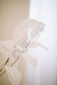 白花背景 白色花瓣纹理的宏 柔软的梦幻图像婚礼卡片脆弱性宏观墙纸生日花束环境植物群季节图片