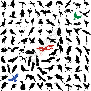 鸟类海鸥鸵鸟艺术插图乌鸦苍鹭鸽子翠鸟海燕飞行图片