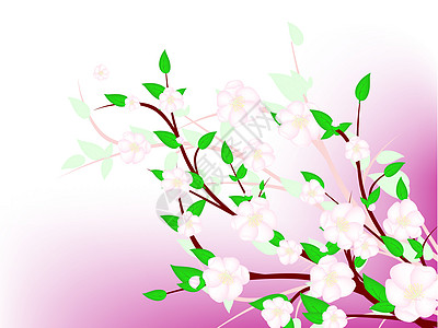 春花花园樱花花瓣植物季节叶子粉色插图植物群脆弱性图片