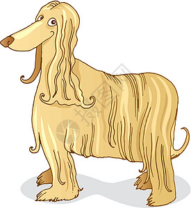 Afghan 猎犬绘画插图漫画头发艺术卡通片毛皮宠物图片