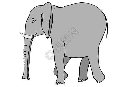 行走的大象矢量图鼻类食草哺乳动物动物大耳朵鼻子树干绘画耳朵图片