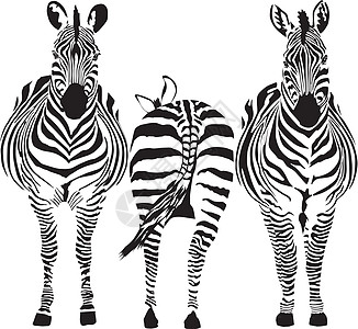 斑马野生动物食草动物群黑色绘画尾巴鼻子哺乳动物插图线条图片