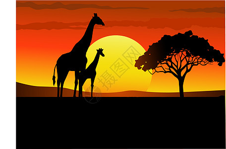 非洲日落插图红色剪影荒野食草草地破坏沙漠生态动物图片