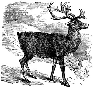 Caribou 或 Reideer 年幼雕刻野生动物艺术品艺术绘画驯鹿蚀刻护林员打印鹿角反刍动物图片