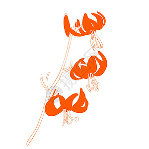 白色背景上孤立的矢量李花季节花粉花瓣宏观植物百合生长植物学橙子插图图片