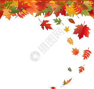 落叶环境生长分支机构木头植物学墙纸背景橙子叶子季节图片
