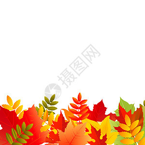 秋季背景木头橙子生长分支机构森林植物学树叶叶子季节环境图片