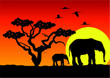 非洲地区病媒大象森林哺乳动物植物动物日落荒野阳光动物园团体家庭图片