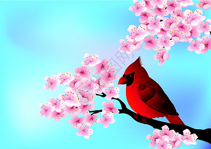 坐在樱桃树花上的红鸟图片