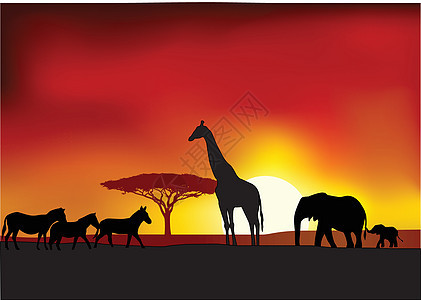 野外背景场地哺乳动物日落婴儿公园荒野阳光插图动物群植物图片