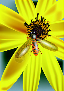 黄黄花和昆虫图片
